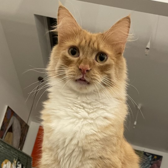Pumpkin lost 25 jan
